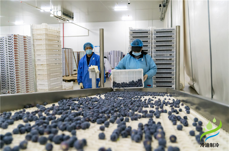 安裝一個100平米藍莓速凍冷庫造價多少錢？